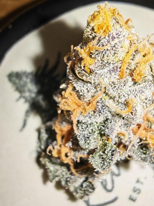 Sherbzooka. Week 10