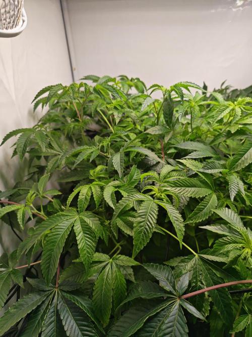 Last Dance-Crimson Clay - Wizard Trees. Week 1 - 09.03.26