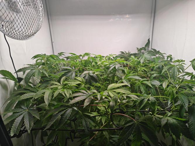 Last Dance-Crimson Clay - Wizard Trees. Week 1 - 06.03.26 (First Bloom)
