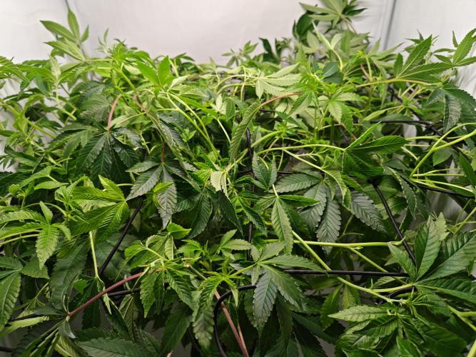Last Dance-Crimson Clay - Wizard Trees. Week 1 - 05.03.26 (Last Veg)