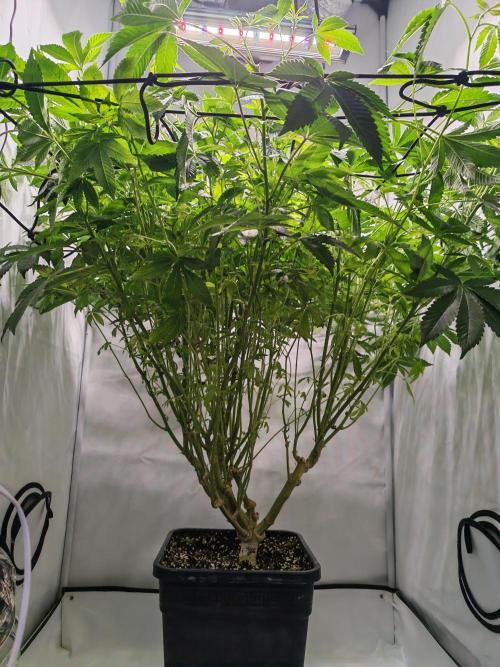 Last Dance-Crimson Clay - Wizard Trees. Week 1 - 05.03.26