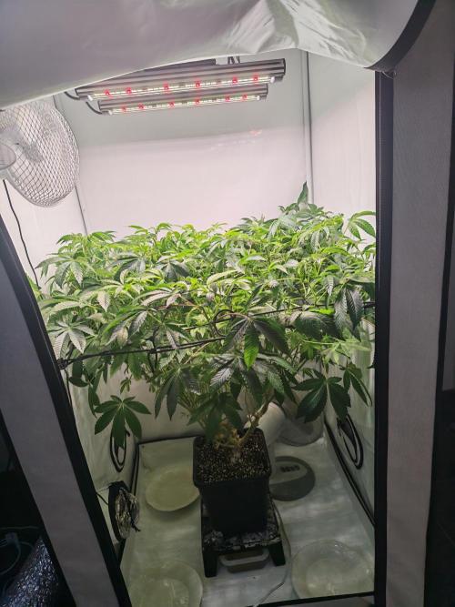 Last Dance-Crimson Clay - Wizard Trees. Week 1 - 06.03.26
