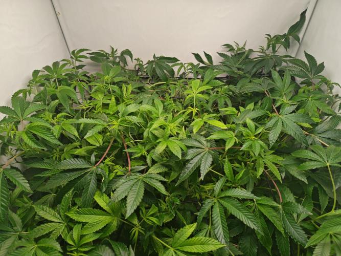 Last Dance-Crimson Clay - Wizard Trees. Week 1 - 06.03.26
