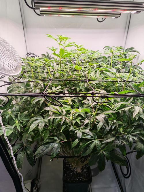 Last Dance-Crimson Clay - Wizard Trees. Week 3 - 20.03.26