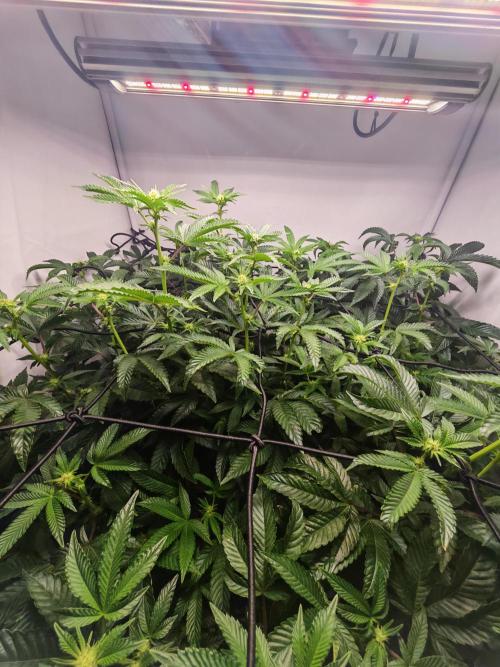 Last Dance-Crimson Clay - Wizard Trees. Week 3 - 21.03.26