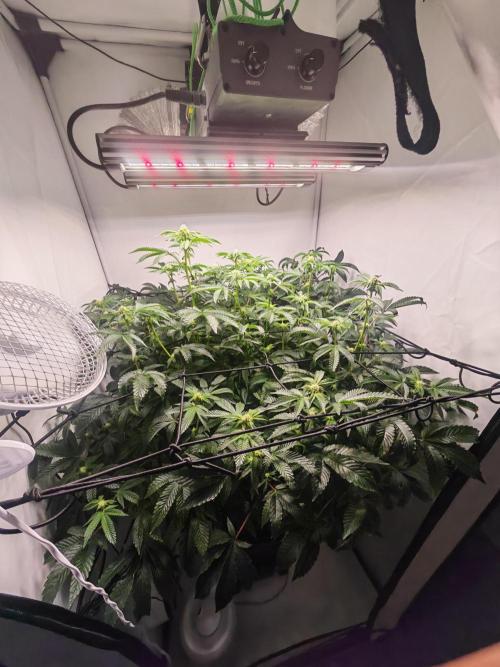 Last Dance-Crimson Clay - Wizard Trees. Week 3 - 24.03.26