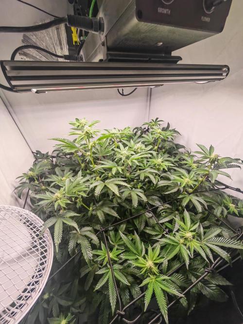 Last Dance-Crimson Clay - Wizard Trees. Week 3 - 25.03.26