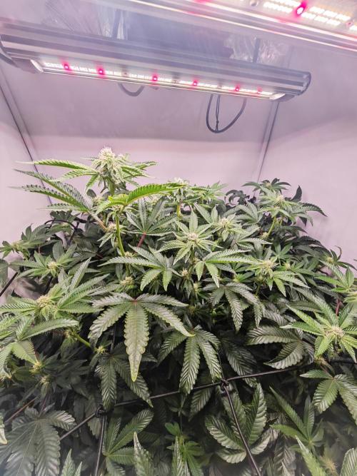 Last Dance-Crimson Clay - Wizard Trees. Week 3 - 26.03.26