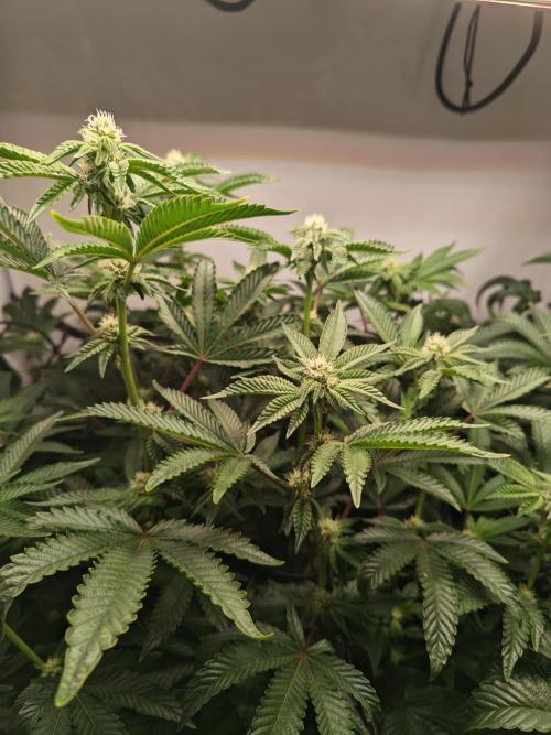 Last Dance-Crimson Clay - Wizard Trees. Week 3 - 26.03.26