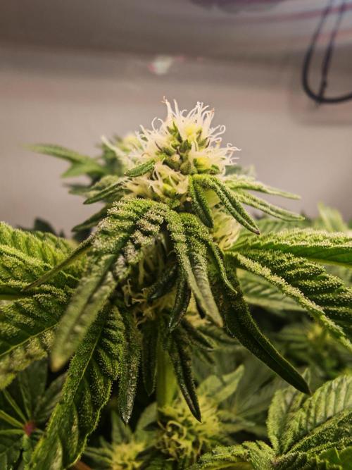 Last Dance-Crimson Clay - Wizard Trees. Week 4 - 27.03.26