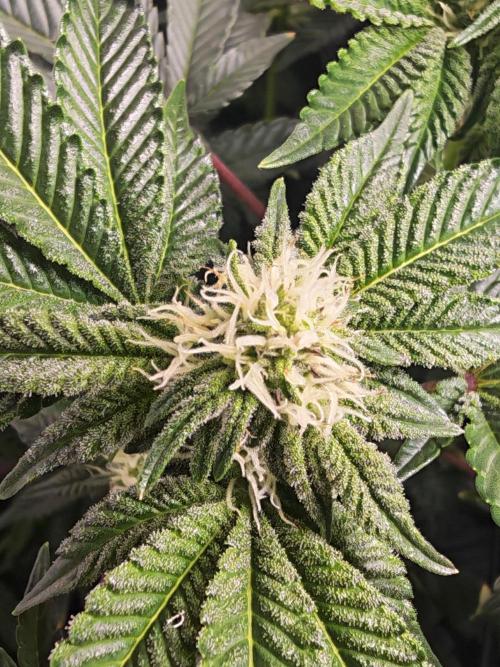 Last Dance-Crimson Clay - Wizard Trees. Week 4 - 27.03.26