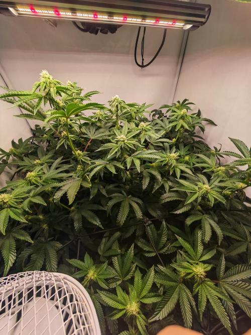 Last Dance-Crimson Clay - Wizard Trees. Week 4 - 28.03.26