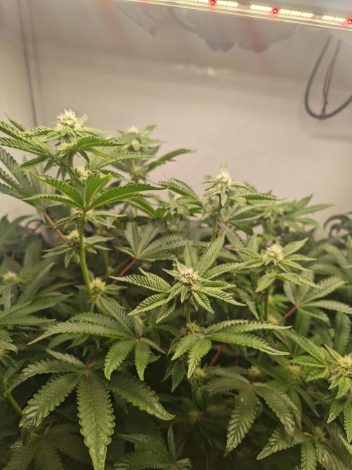 Last Dance-Crimson Clay - Wizard Trees. Week 4 - 28.03.26