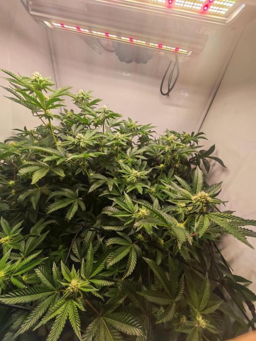 Last Dance-Crimson Clay - Wizard Trees. Week 4 - 28.03.26