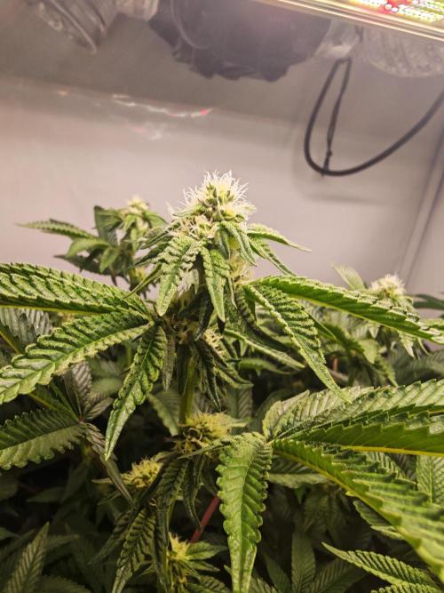 Last Dance-Crimson Clay - Wizard Trees. Week 4 - 29.03.26