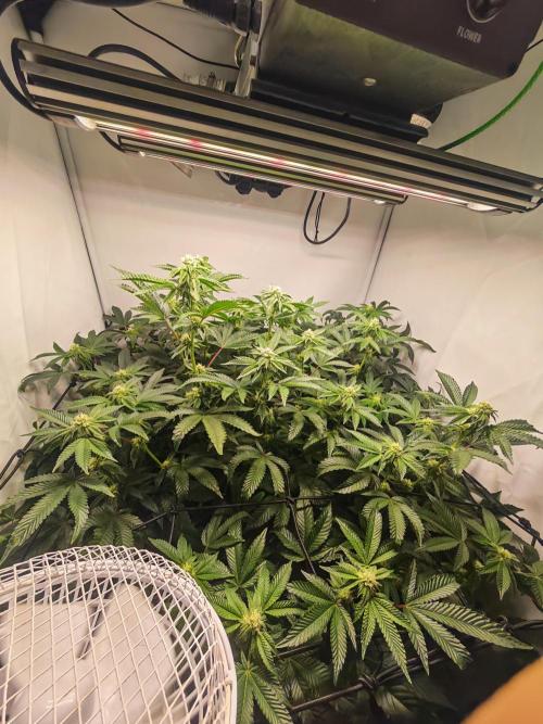 Last Dance-Crimson Clay - Wizard Trees. Week 4 - 29.03.26