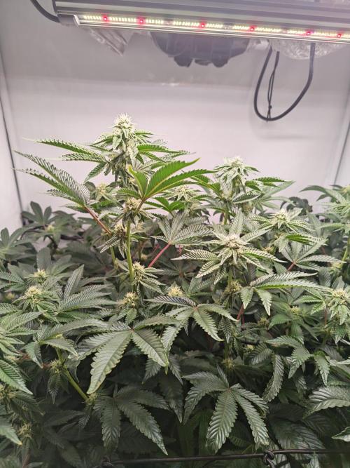 Last Dance-Crimson Clay - Wizard Trees. Week 4 - 30.03.26