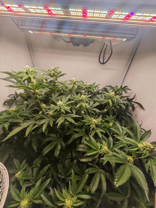Last Dance-Crimson Clay - Wizard Trees. Week 4 - 30.03.26