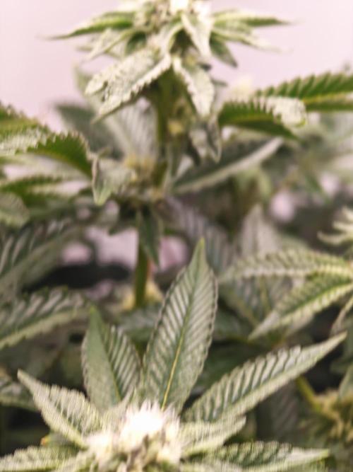 Last Dance-Crimson Clay - Wizard Trees. Week 4 - 01.04.26