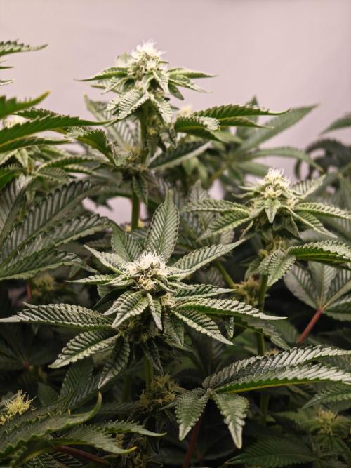 Last Dance-Crimson Clay - Wizard Trees. Week 4 - 01.04.26