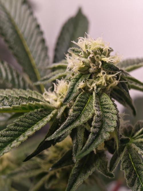 Last Dance-Crimson Clay - Wizard Trees. Week 4 - 01.04.26