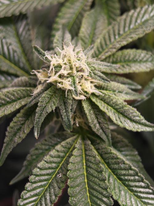 Last Dance-Crimson Clay - Wizard Trees. Week 4 - 01.04.26