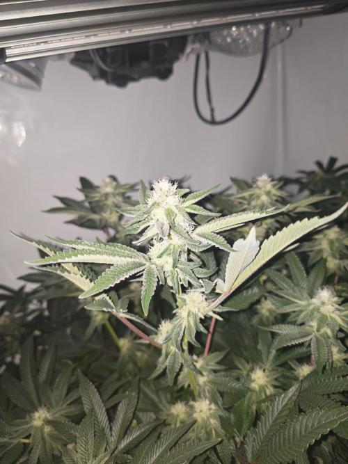 Last Dance-Crimson Clay - Wizard Trees. Week 4 - 02.04.26
