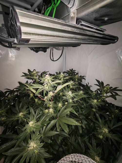 Last Dance-Crimson Clay - Wizard Trees. Week 4 - 02.04.26