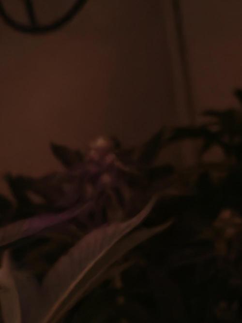 Last Dance-Crimson Clay - Wizard Trees. Week 4 - 02.04.26