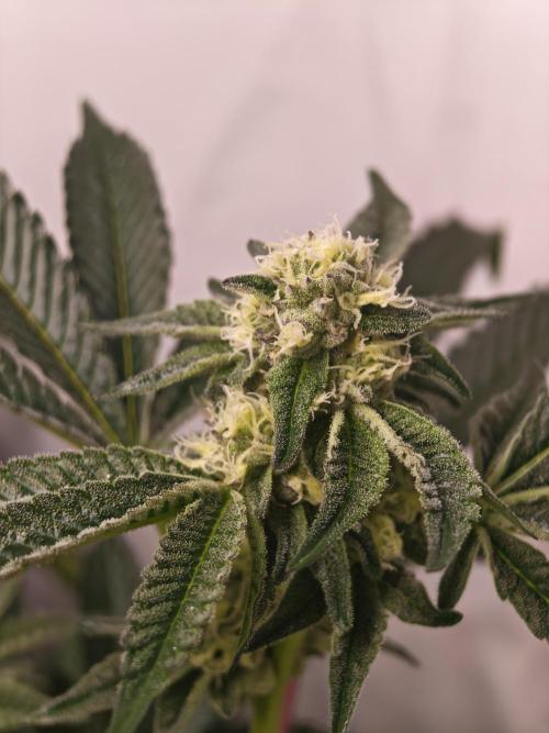 Last Dance-Crimson Clay - Wizard Trees. Week 5 - 03.04.26
