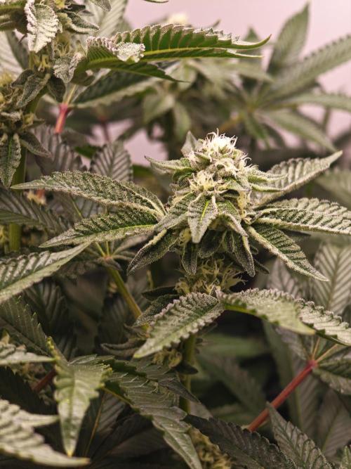 Last Dance-Crimson Clay - Wizard Trees. Week 5 - 04.04.26
