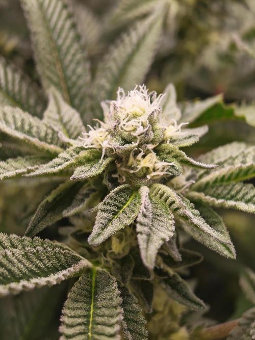 Last Dance-Crimson Clay - Wizard Trees. Week 5 - 04.04.26
