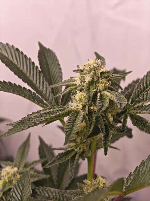 Last Dance-Crimson Clay - Wizard Trees. Week 5 - 04.04.26