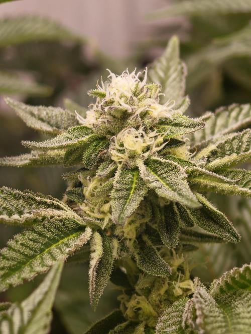 Last Dance-Crimson Clay - Wizard Trees. Week 5 - 04.04.26