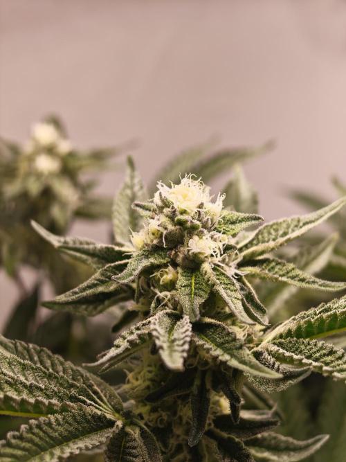 Last Dance-Crimson Clay - Wizard Trees. Week 5 - 04.04.26