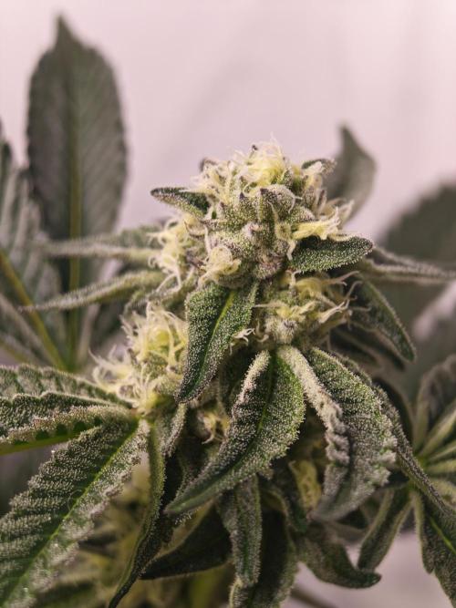 Last Dance-Crimson Clay - Wizard Trees. Week 5 - 05.04.26