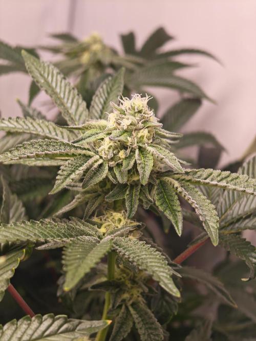 Last Dance-Crimson Clay - Wizard Trees. Week 5 - 05.04.26