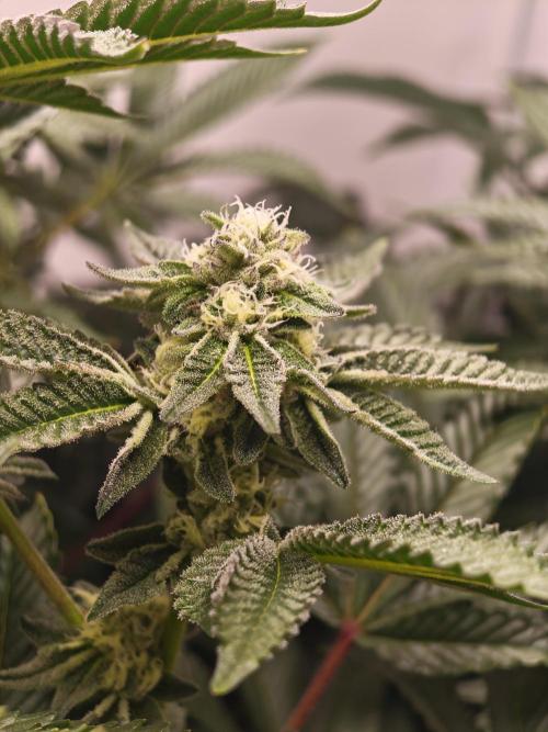 Last Dance-Crimson Clay - Wizard Trees. Week 5 - 05.04.26