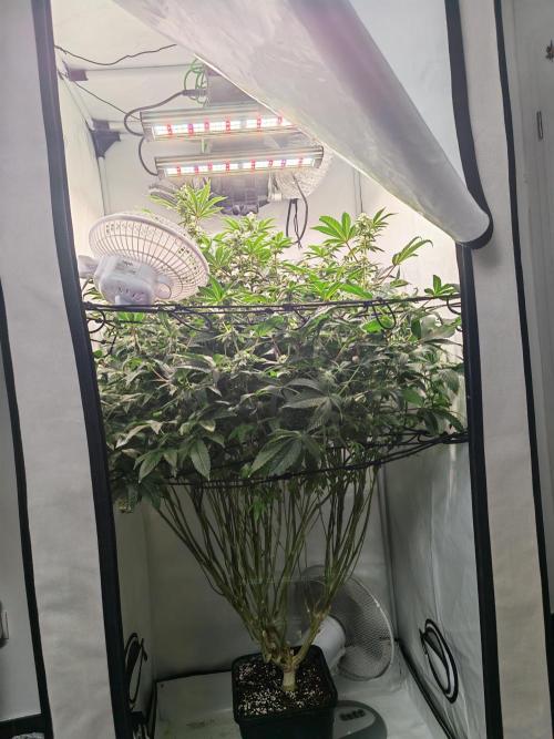 Last Dance-Crimson Clay - Wizard Trees. Week 5 - 05.04.26