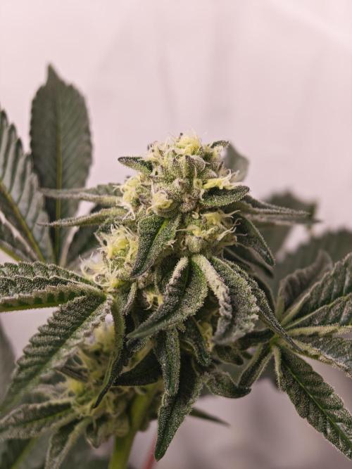 Last Dance-Crimson Clay - Wizard Trees. Week 5 - 06.04.26