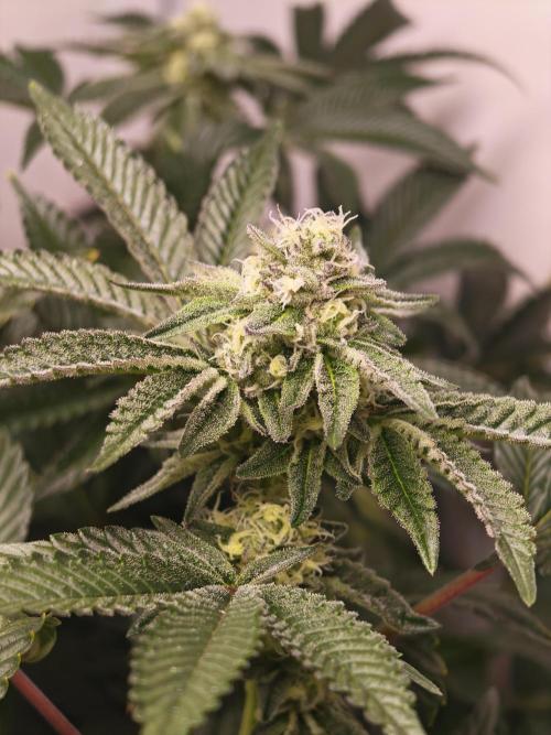 Last Dance-Crimson Clay - Wizard Trees. Week 5 - 06.04.26