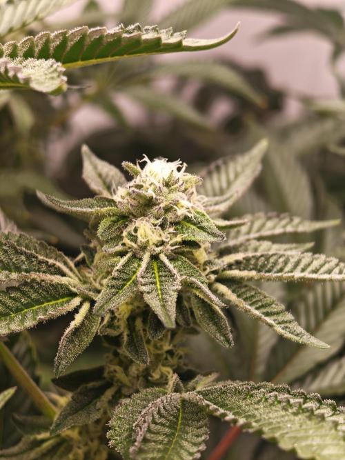 Last Dance-Crimson Clay - Wizard Trees. Week 5 - 06.04.26