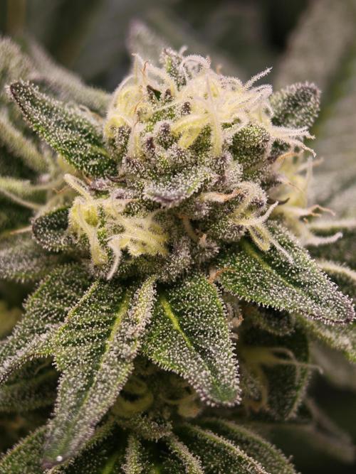Last Dance-Crimson Clay - Wizard Trees. Week 5 - 06.04.26