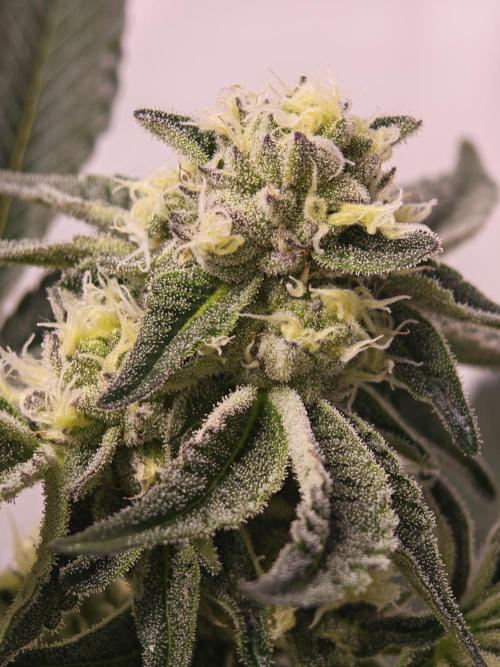 Last Dance-Crimson Clay - Wizard Trees. Week 5 - 06.04.26