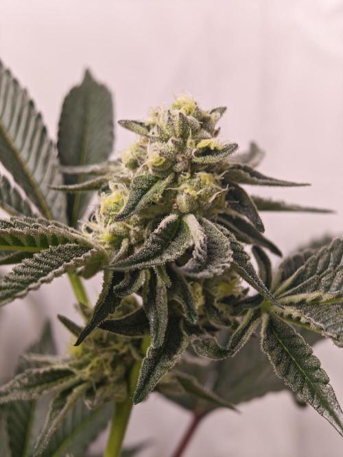 Last Dance-Crimson Clay - Wizard Trees. Week 5 - 08.04.26