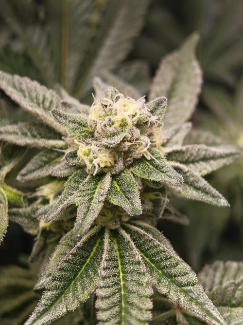 Last Dance-Crimson Clay - Wizard Trees. Week 5 - 08.04.26