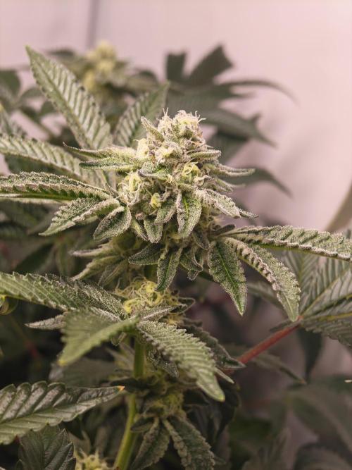 Last Dance-Crimson Clay - Wizard Trees. Week 5 - 08.04.26