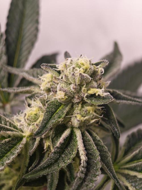 Last Dance-Crimson Clay - Wizard Trees. Week 5 - 08.04.26