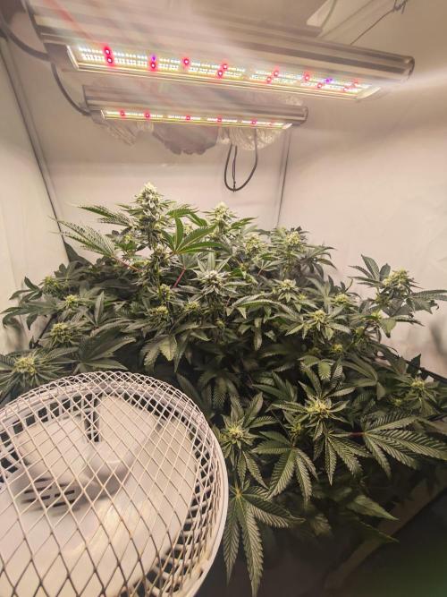 Last Dance-Crimson Clay - Wizard Trees. Week 5 - 08.04.26