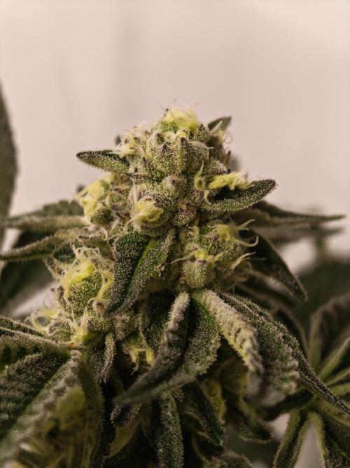 Last Dance-Crimson Clay - Wizard Trees. Week 5 - 09.04.26